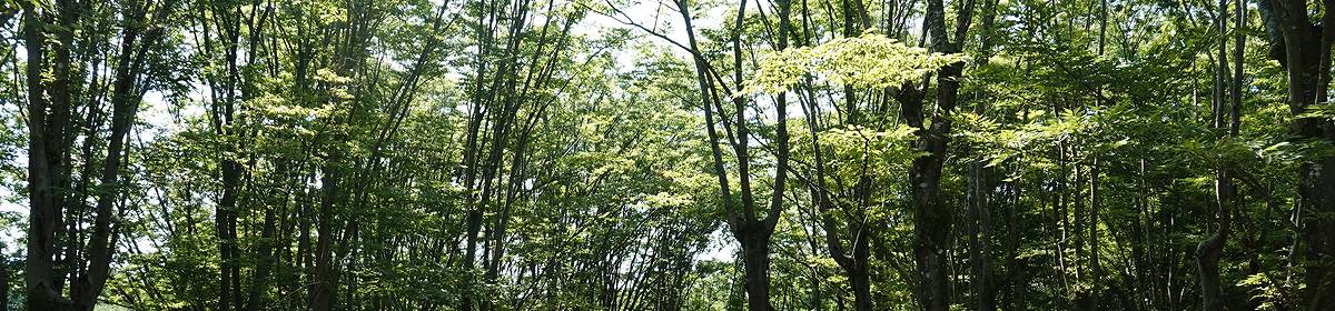 折々の記
